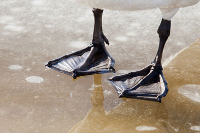 Low section of bird on ice rink