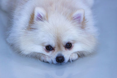 Close-up portrait of dog