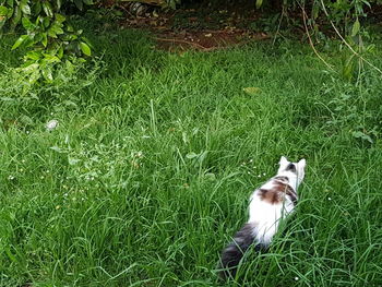 High angle view of cat on field