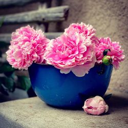 Close-up of pink roses in vase