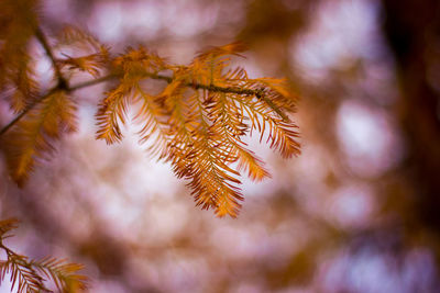 Close-up of flowering plant