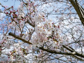 Low angle view of cherry blossoms in spring