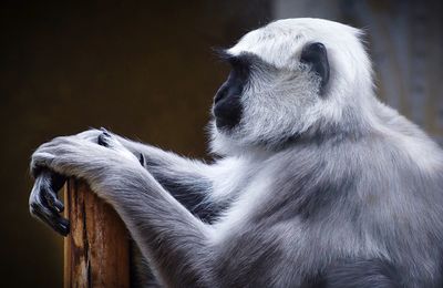 Close-up of gray langur outdoors