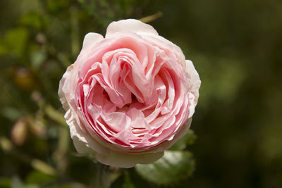 Close-up of pink rose