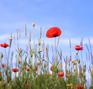Close-up of poppies blooming on field against sky
