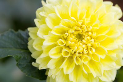 Close-up of yellow flower