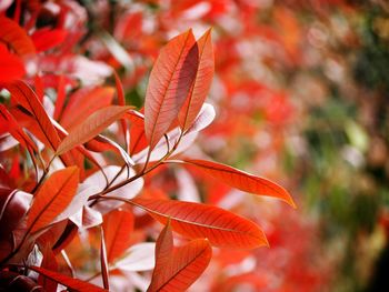 Close-up of orange maple leaves on tree