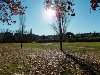 Trees growing on field against sky