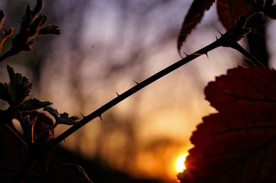 Close-up of silhouette leaves against sky during sunset