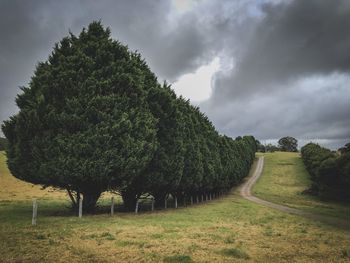 Trees on field against sky