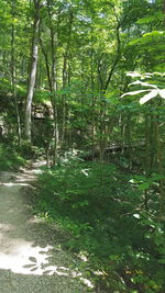 Trees in forest