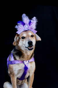 Portrait of dog against black background