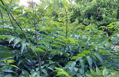 View of lush foliage