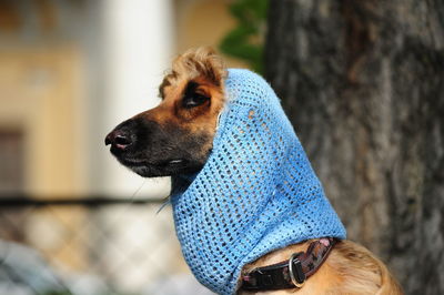 Close-up of dog looking away