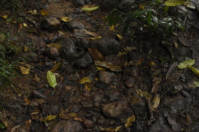 Close-up of plants