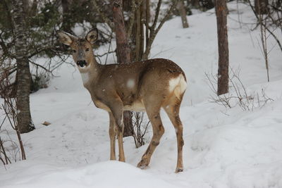 Deer standing on snow field during winter