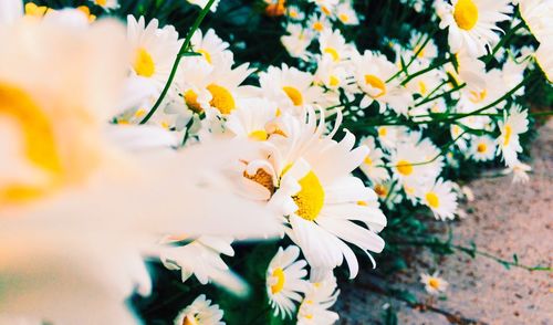 Close-up of yellow flower