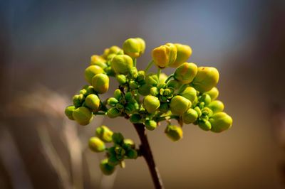 Close-up of flower buds growing on plant