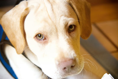 Close-up portrait of dog at home