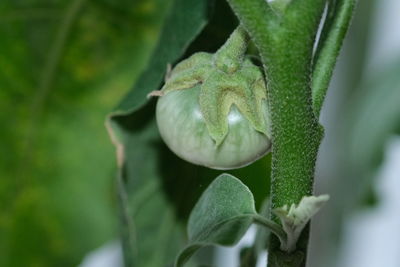 Close-up of green plant