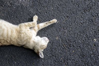 High angle view of cat on street