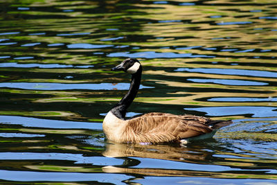 Duck swimming on lake