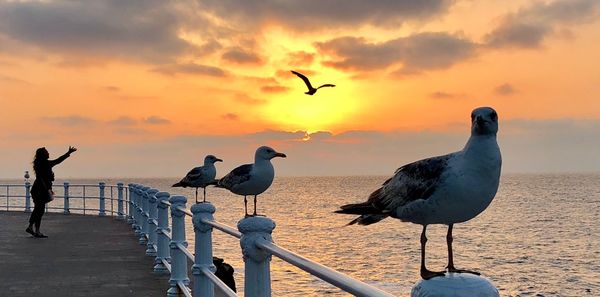 Seagulls perching on railing against sea during sunrise