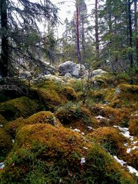 Trees growing in forest