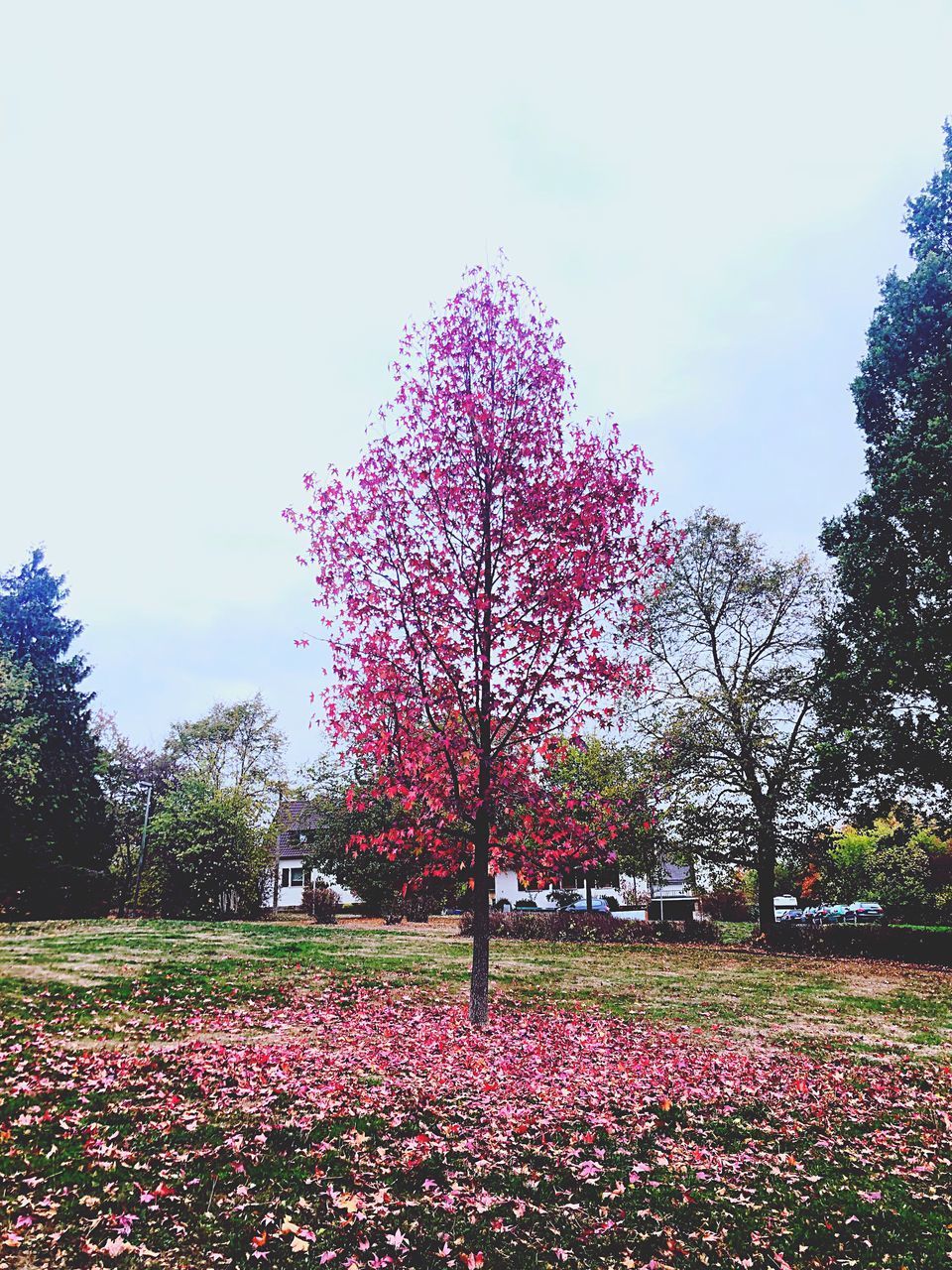 PINK CHERRY BLOSSOM TREE IN PARK
