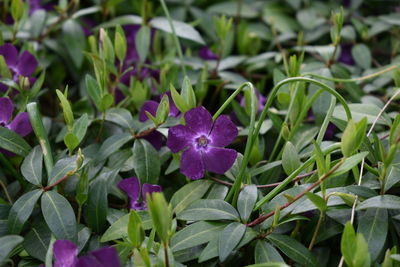 Close-up of purple flowering plants