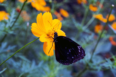 Close-up of butterfly pollinating on flower