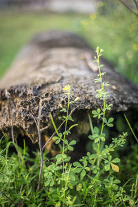 Close-up of plant growing on field