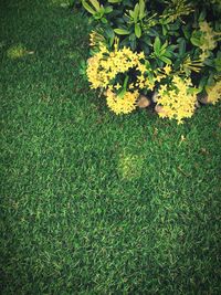 High angle view of yellow flowers blooming on field