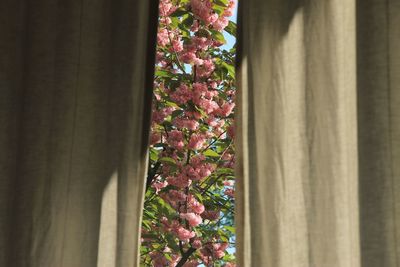 Close-up of flowering plant against window