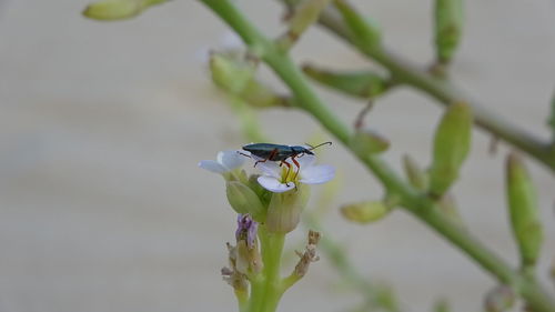 Close-up of insect on flower