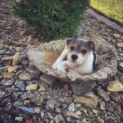 High angle portrait of dog on rock