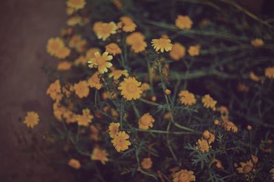 Close-up of yellow flowering plant on field