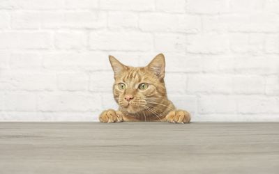 Cat looking away standing by table against wall