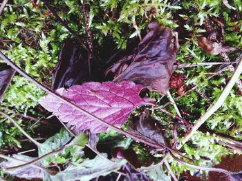 Plants growing on tree