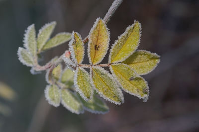 Close-up of frost on leaves