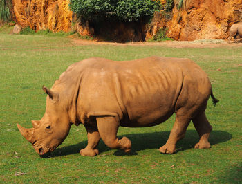 Horse grazing in field