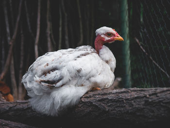 Close-up of bird perching on a wall