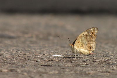 Close-up of butterfly