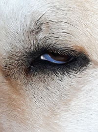 Close-up portrait of dog