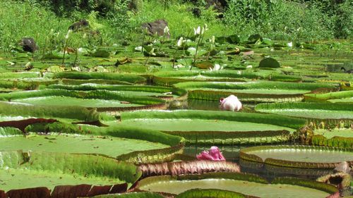 Lily pads floating in pond