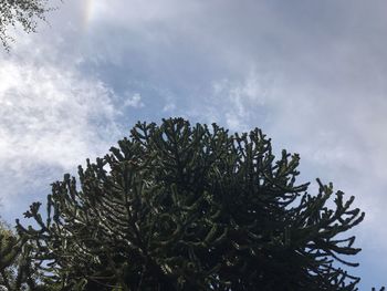 Close-up of fresh plant against sky