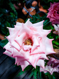 High angle view of pink flowering plant