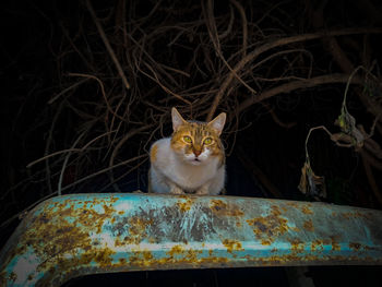 Portrait of cat sitting on metal at night