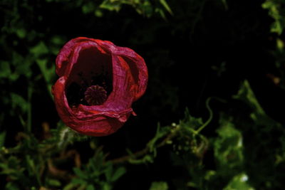 Close-up of red flower