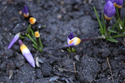 Close-up of purple crocus flowers on field